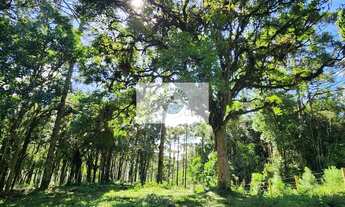 Imagem 7: Terreno em Campo Alegre com 99.000 m², com pastagem, uma linda lagoa, escriturado