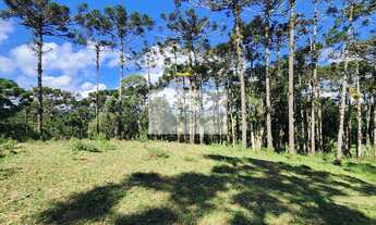 Imagem 2: Terreno em Campo Alegre com 99.000 m², com pastagem, uma linda lagoa, escriturado