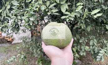 Imagem 5: Residência no Vila Nova com 4 dormitórios, amplo terreno de 1.195 m², escriturado, na Estr