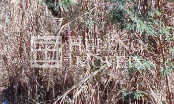 Imagem: Terreno Lote em Centro, Vespasiano/MG