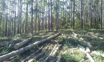 Imagem 5: Terreno de 950600m² à venda em Ibiúna - SP