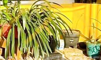 Imagem: Casa à venda no bairro Nova Cachoeirinha