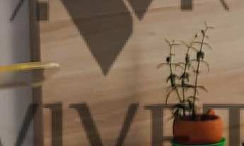 Imagem 2: 3 dormitórios na Avenida Dr. Armando Pannunzio