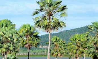 Imagem 5: Loteamento Fechado a Venda na Barra do Cauípe em Caucaia/CE