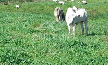 Imagem: Sítio à venda no bairro Aratingauba