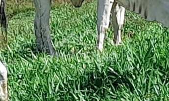 Imagem 4: Sítio à venda no bairro Aratingauba - Imaruí/SC