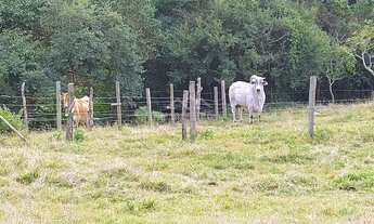 Imagem 6: Sítio à venda no bairro Ribeirão do Imarui - Imaruí/SC