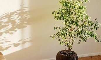 Imagem 4: Edifício Felipe de Oliveira - Petrópolis