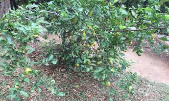 Imagem 4: Terreno com vista no Condomínio Ipê Amarelo