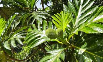 Imagem 6: ???? Sítio com 5.000m², nascente e lago de peixes – Um verdadeiro refúgio da cidade!