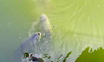 Imagem 4: ???? Sítio com 5.000m², nascente e lago de peixes – Um verdadeiro refúgio da cidade!