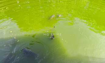 Imagem 5: ???? Sítio com 5.000m², nascente e lago de peixes – Um verdadeiro refúgio da cidade!