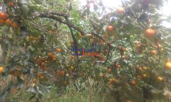 Imagem 2: Sítio em Mateus Leme com 5.000m²