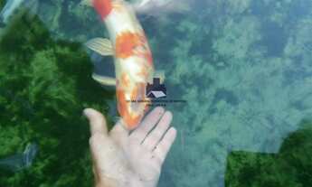 Imagem 6: Chacara-para-Venda-em-Ch.-Estancia-Monte-Carlo-Guapiacu-SP, 3 dormitórios, 1 suítes, 3 ban