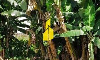 Imagem 2: Terreno com 20 metros de frente no bairro Imigrantes à Venda em Timbó