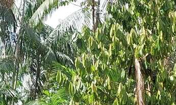 Imagem: Terreno no Loteamento DENPASA na estrada