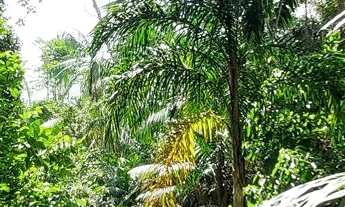 Imagem: Terreno no Loteamento DENPASA para cultivo