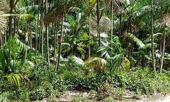 Imagem 4: Sítio com 10 hectares com plantio de açaí (6 hectares) na estrada de mosqueiro DENPASA