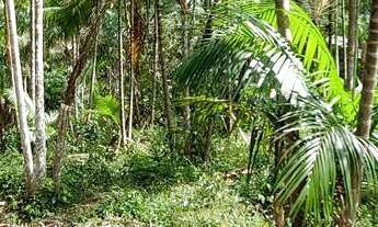 Imagem 5: Sítio com 10 hectares com plantio de açaí (6 hectares) na estrada de mosqueiro DENPASA