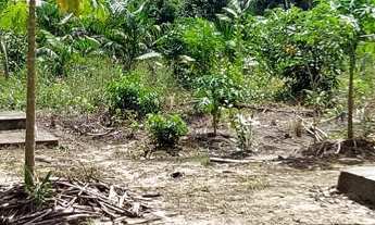 Imagem 6: Sítio com 10 hectares com plantio de açaí (6 hectares) na estrada de mosqueiro DENPASA