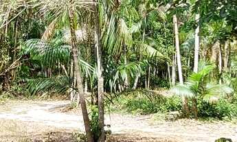 Imagem 3: Sítio com 10 hectares com plantio de açaí (6 hectares) na estrada de mosqueiro DENPASA