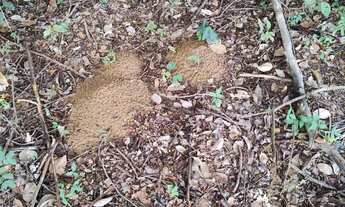 Imagem 3: Fazenda á venda Piracuruca/PI