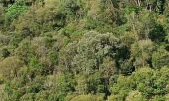 Imagem 6: Sítio à venda no bairro Centro - Alfredo Wagner/SC