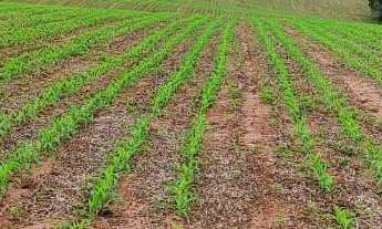 Imagem 5: Fazenda a venda São Miguel Arcanjo SP