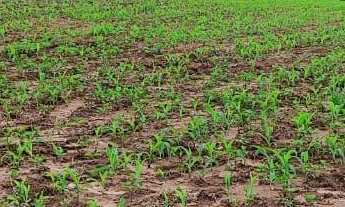 Imagem 6: Fazenda a venda São Miguel Arcanjo SP