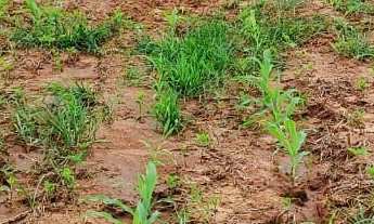 Imagem: Fazenda a venda São Miguel Arcanjo SP