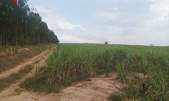 Imagem 4: Fazenda Região de Piracicaba SP