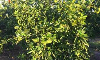Imagem 5: Fazenda à venda no bairro Centro - Tatuí/SP