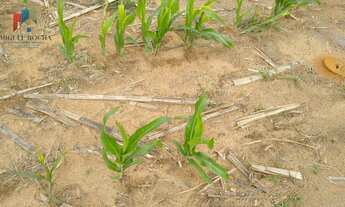 Imagem 6: Sítio no bairro Centro em Tatuí-SP