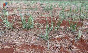 Imagem 2: Fazenda a venda São Carlos SP