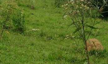 Imagem 3: Sítio à venda no bairro Centro - Tatuí/SP