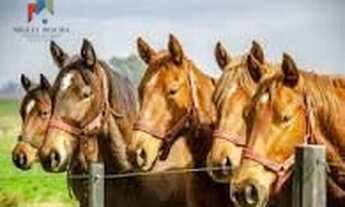 Imagem: Fazenda formada Tatuí SP R$ 21.000.000,00