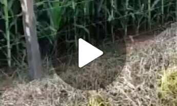 Imagem 3: Chácara em Centro, Quadra/SP