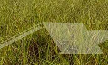 Imagem: Fazenda Mista para venda em Corumbaíba