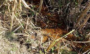 Imagem 3: Vendo Fazenda em Caete 30 hectares com muita agua e nascentes