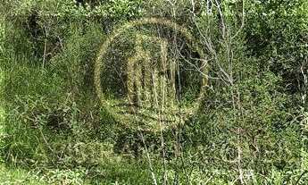 Imagem 6: Sitio no Braço!