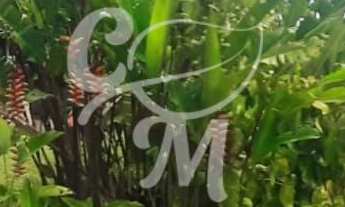 Imagem 4: Chácara com casa Térrea e Lazer