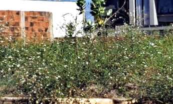 Imagem 4: Terreno em Centro, Presidente Epitácio/SP