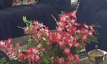 Imagem 2: CASA COMERCIAL E RESIDENCIAL - SETOR BUENO COM 749 M² LOTE