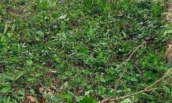 Imagem 4: Excelente Terreno Rural com 500m² no Morro do Gato em Palhoça/SC: NÃO ACEITA TROCAS!