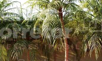 Imagem 3: AMPLO TERRENO EM CONDOMÍNIO FECHADO DE 405,30m²