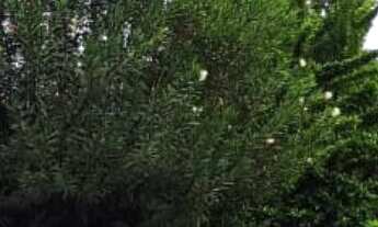 Imagem 3: Imóvel Comercial, na Rua Piúna