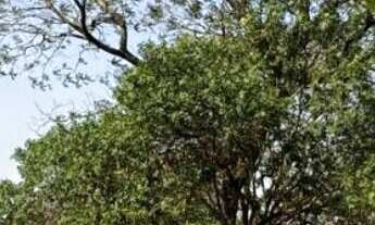 Imagem: Chácara à venda no bairro Zona I - Umuarama/PR