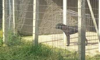 Imagem 4: Casa à venda no bairro São João do Rio Vermelho - Florianópolis/SC