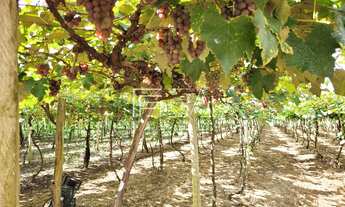 Imagem 4: Chácara à venda em Formosa/GO