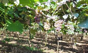 Imagem 2: Chácara à venda em Formosa/GO